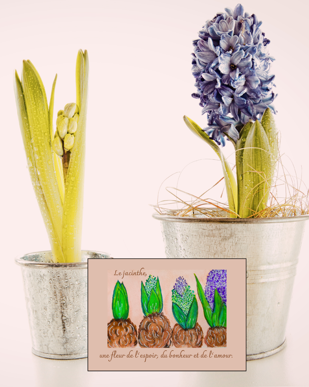 Carte illustrée – Jacinthe avec enveloppe blanche